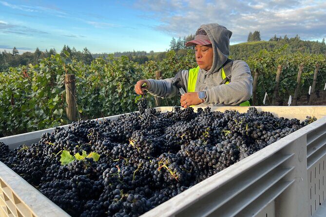Custom Willamette Valley Wine Tours from The Allison Inn and Spa - Stop 3: Winderlea Vineyard and Winery for views and biodynamic details