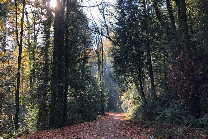 Forest Park Carbon Gravel Bike and E-Bike Tour - Bike style, fitness level, and weather: what can make or break the day