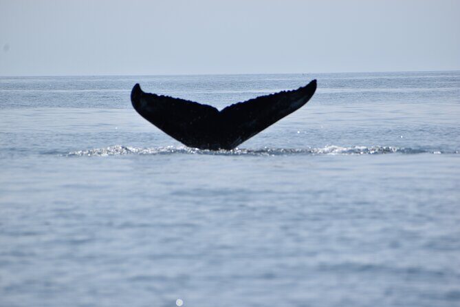 Maine Whale Watching Tour in Portland - Key Highlights You’ll Notice Right Away