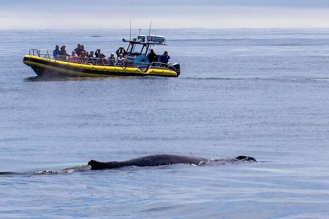 Maine Whale Watching Tour in Portland - From Marina Wy to Casco Bay: The 3.5-Hour Rhythm