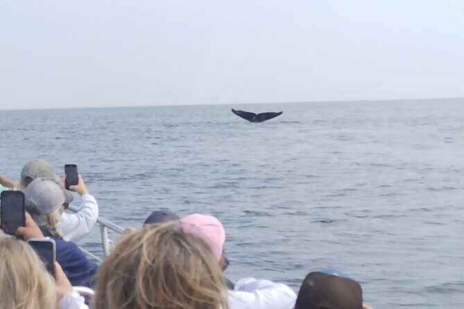 Maine Whale Watching Tour in Portland - The Boat Ride Reality: Speed, Spray, and Motion-Sickness Math