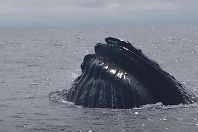 Maine Whale Watching Tour in Portland - Crew Style and Naturalist Talk: How You Get More Out of 2 Hours