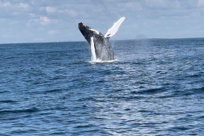 Maine Whale Watching Tour in Portland - Weather Decisions: Why Cancellations Happen (and Why That’s Not a Bad Sign)