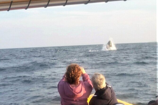 Maine Whale Watching Tour in Portland - Value: What You Get for a Whale Watch That’s Actually Close to the Water