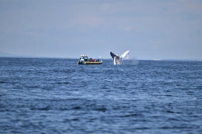 Maine Whale Watching Tour in Portland - Halfway Rock Lighthouse: Windy Casco Bay in One Look