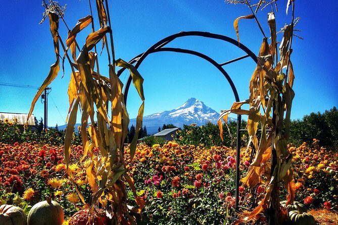 Mt Hood Loop Tour including Multnomah Falls - Hood River lunch and orchard valley time
