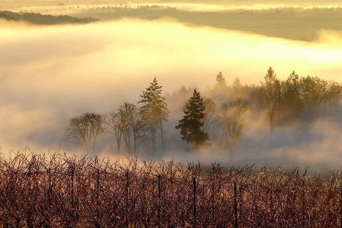 Private Customized Willamette Valley Wine Maker Tour with lunch - Included lunch: picnic vibes or menu-style pairing