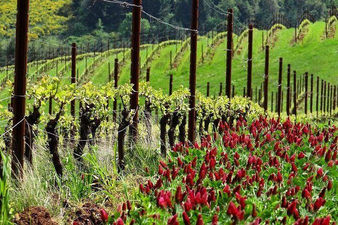 Private Customized Willamette Valley Wine Maker Tour with lunch - Comfort, safety, and how to make your tasting choices count