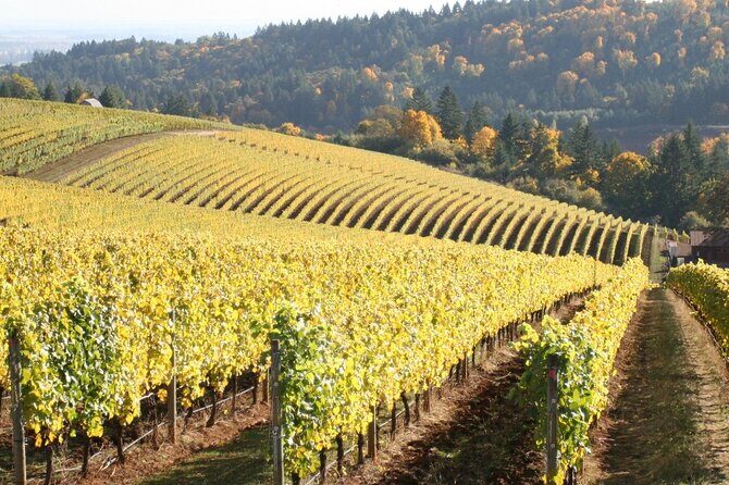 Private Willamette Valley Wine Tour from Portland (All tasting fees included) - Time, Pace, and Why the 7-Hour Window Matters