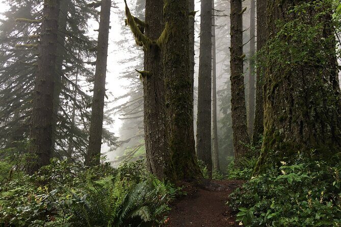 Silver Falls Waterfall Hiking Tour from Portland - Timing That Matters: How the Day Usually Flows