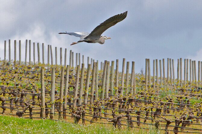 Small Group: Willamette Valley Wine Tour From Portland (Tasting Fees Included) - Lunch and timing: what’s included, what’s not, and how to plan