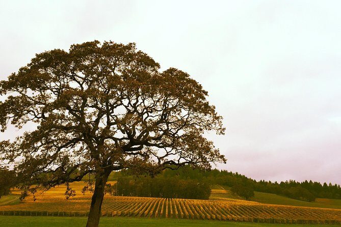 Small Group: Willamette Valley Wine Tour From Portland (Tasting Fees Included) - Price and value: why $279 can feel like a bargain