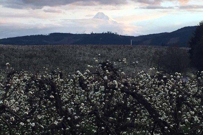The Hood-Columbia Loop: Timberline, Orchards, and Waterfalls - The gorge driving route: a Swiss Alps-inspired scenic highway with real road limits