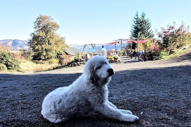 Waterfalls & Wine Tour-Multnomah Falls,Vineyards,Hood River Combo - Multnomah Falls: the big one, with a real place to pause