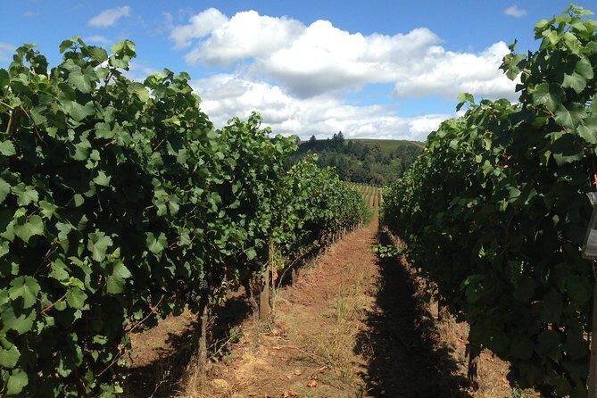 Willamette Valley Wine Tasting Tour from Portland - Who This Tour Fits Best (and Who Might Want a Different Plan)