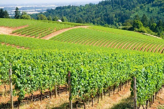 Willamette Valley Wine Tour from Portland - Getting Out of Portland Comfortably: Sprinter Van Pickup and a 12:00 Start