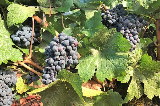 Willamette Valley Wine Tour from Portland - Food, Tasting Fees, and Timing: The Part That Can Make or Break the Day