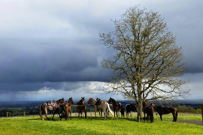 Willamette Valley Wine Tour from Portland - Who Should Book This Tour (and Who Might Want a Different Style)