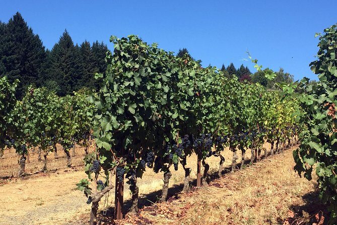 Willamette Valley Wine & Whisky - The food break: lunch, snacks, and why it actually matters